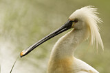 Image. Eurasian Spoonbill