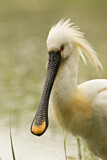 Image. Eurasian Spoonbill