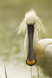 Image. Eurasian Spoonbill