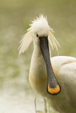 Image. Eurasian Spoonbill
