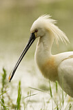 Image. Eurasian Spoonbill