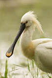 Image. Eurasian Spoonbill