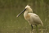 Image. Eurasian Spoonbill