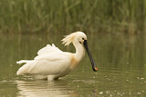 Image. Eurasian Spoonbill