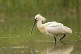Image. Eurasian Spoonbill