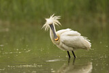Image. Eurasian Spoonbill