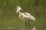 Image. Eurasian Spoonbill