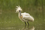 Image. Eurasian Spoonbill