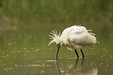 Image. Eurasian Spoonbill