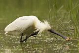 Image. Eurasian Spoonbill