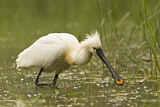 Image. Eurasian Spoonbill