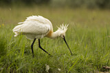 Image. Eurasian Spoonbill