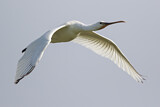 Image. Eurasian Spoonbill