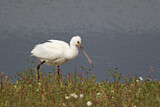 Image. Eurasian Spoonbill