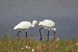 Image. Eurasian Spoonbill