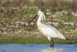 Image. Eurasian Spoonbill