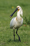 Image. Eurasian Spoonbill
