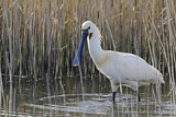 Image. Eurasian Spoonbill