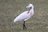 Image. Eurasian Spoonbill