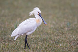 Image. Eurasian Spoonbill