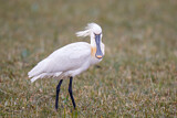 Image. Eurasian Spoonbill