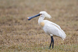 Image. Eurasian Spoonbill