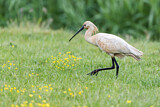 Image. Eurasian Spoonbill