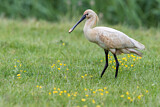 Image. Eurasian Spoonbill