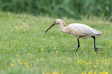 Image. Eurasian Spoonbill