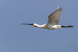Image. Eurasian Spoonbill