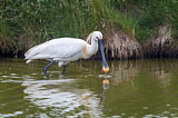 Image. Eurasian Spoonbill