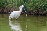 Image. Eurasian Spoonbill