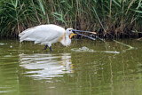 Image. Eurasian Spoonbill