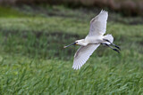 Image. Eurasian Spoonbill