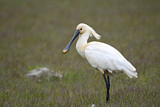 Image. Eurasian Spoonbill