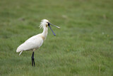 Image. Eurasian Spoonbill