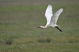 Image. Eurasian Spoonbill
