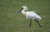 Image. Eurasian Spoonbill