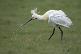 Image. Eurasian Spoonbill