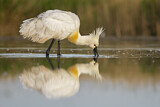 Image. Eurasian Spoonbill