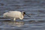 Image. Eurasian Spoonbill