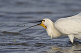 Image. Eurasian Spoonbill