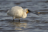 Image. Eurasian Spoonbill
