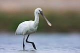 Image. Eurasian Spoonbill
