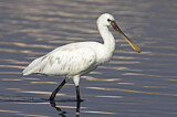 Image. Eurasian Spoonbill