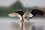 Image. Eurasian Spoonbill