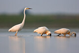 Image. Eurasian Spoonbill
