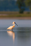 Image. Eurasian Spoonbill