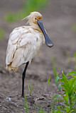 Image. Eurasian Spoonbill