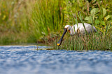 Image. Eurasian Spoonbill